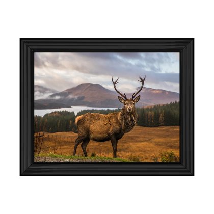 Highland Stag AN066 Highland Stag AN066