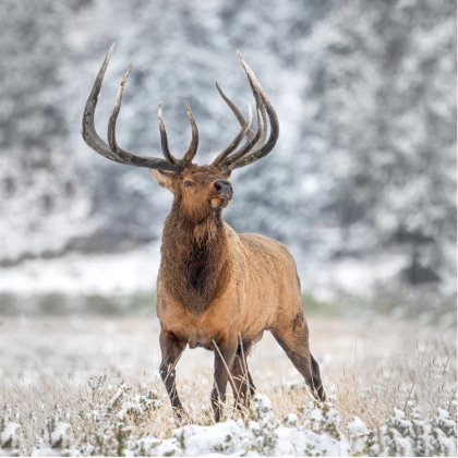 Proud Stag Proud Stag