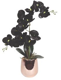 Black Orchid 50cms Black Orchid 50cms