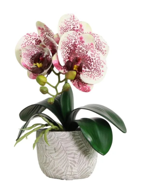 Complete Mini Orchid Harlequin Complete Mini Orchid Harlequin